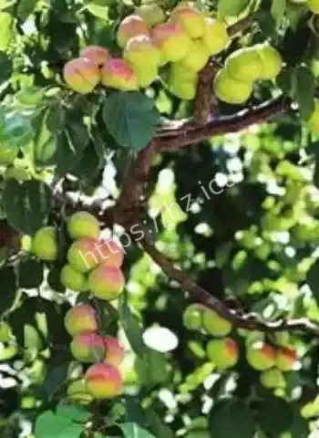杏福直接甜到全家